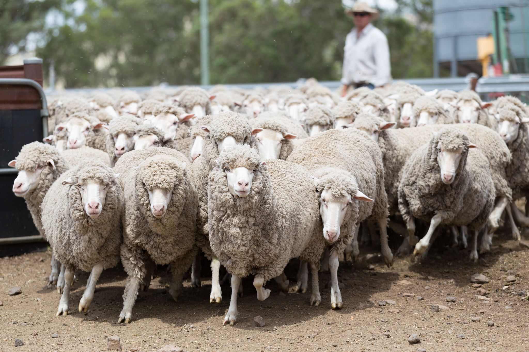 Using HAT-TRICK drench for NSW Haynes Farm & Hardware Coolah Sheep